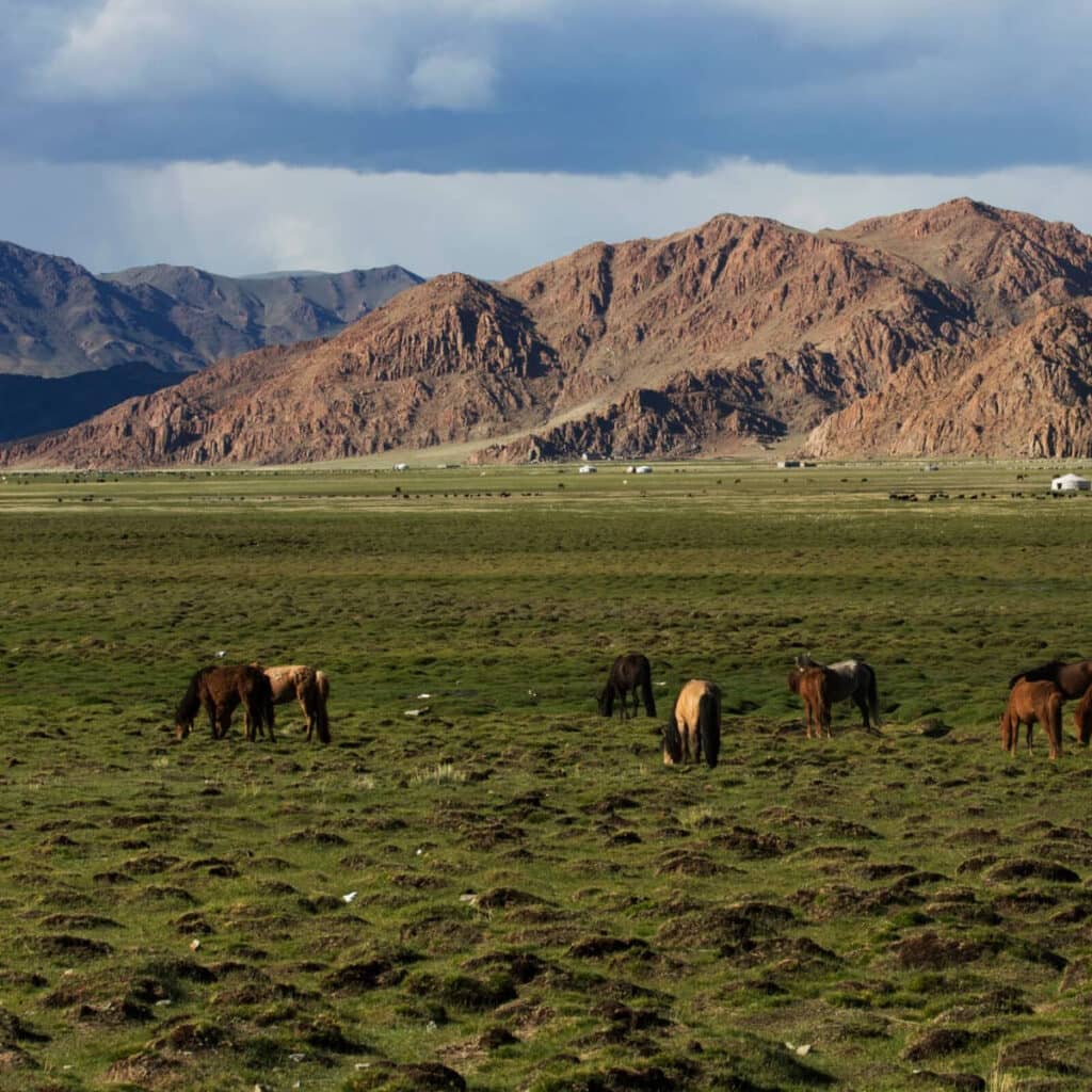 the Altai Mountains