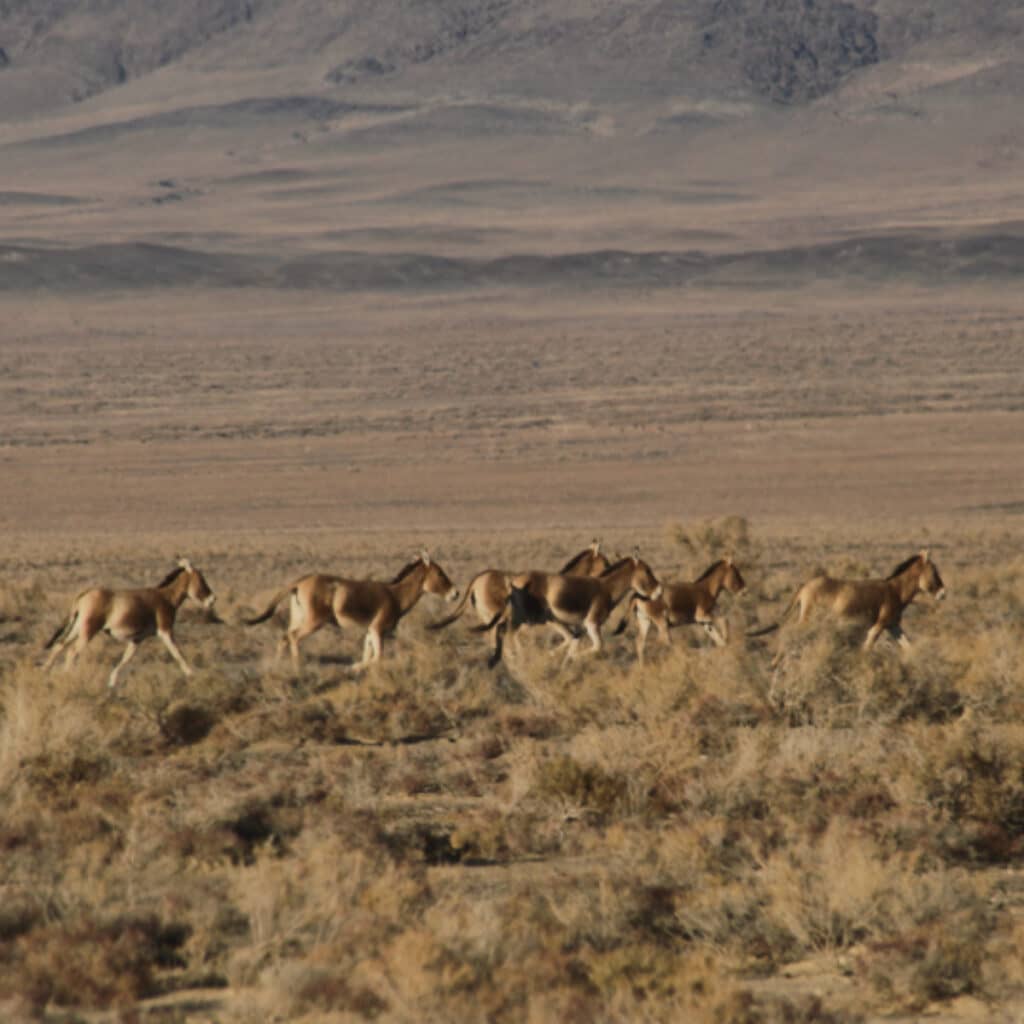 Great Gobi Protected Area B section is the largest protected area in Mongolia, approx. 1,835,000 hectares