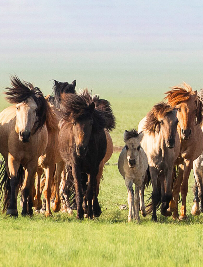 Nomadic Expeditions - Horseback Riding in Mongolia