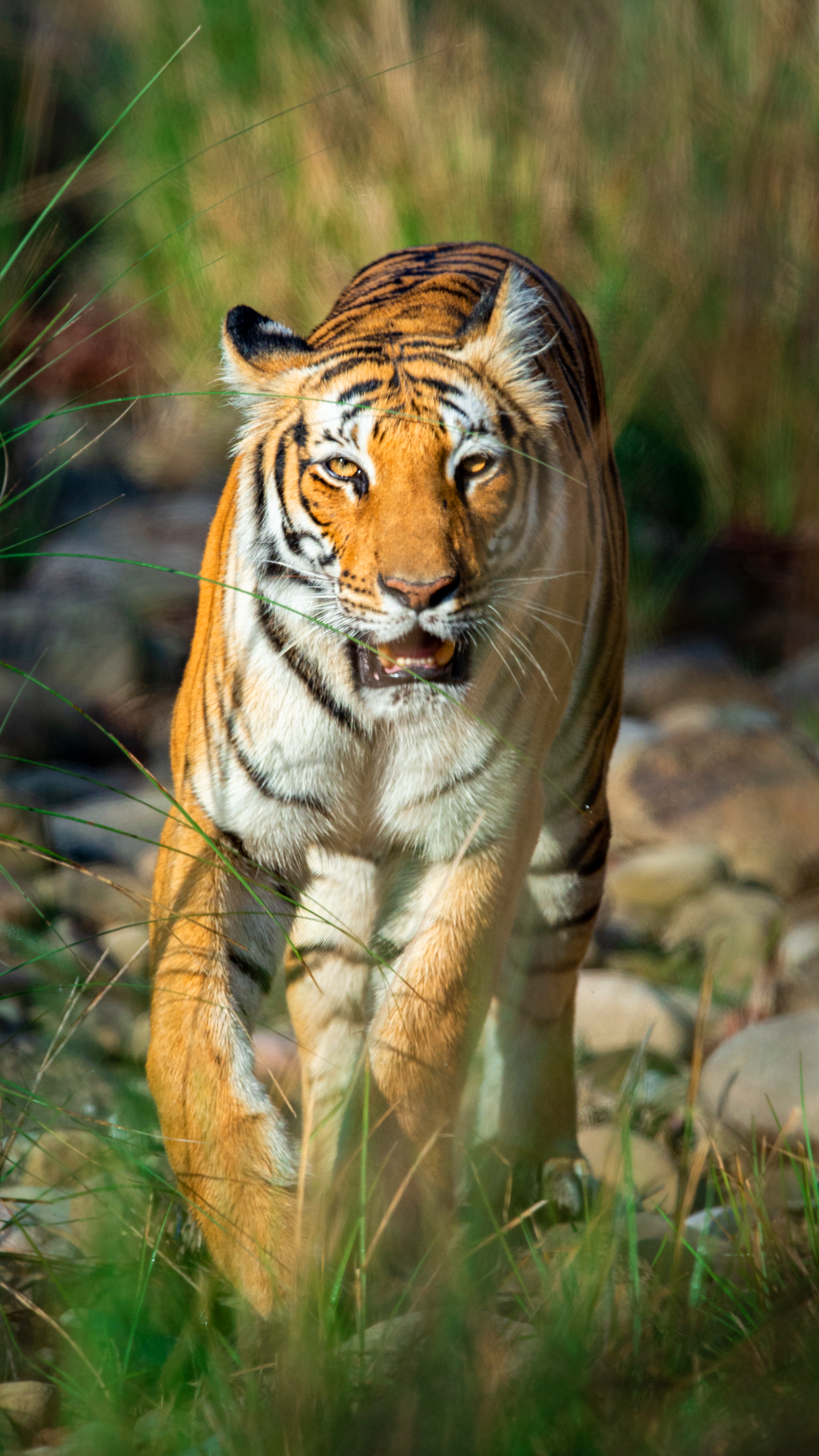 Nomadic Expeditions - India Tiger Safari Journey