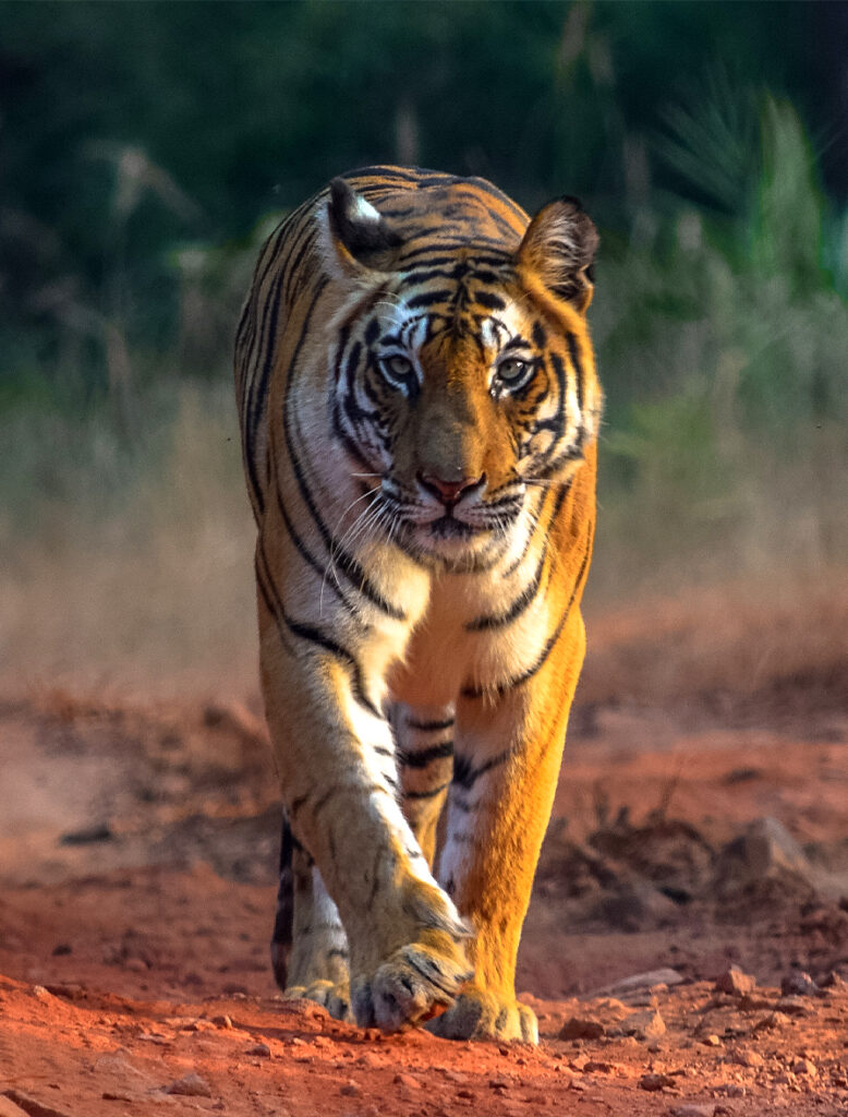 Nomadic Expeditions - India Tiger Safari Journey