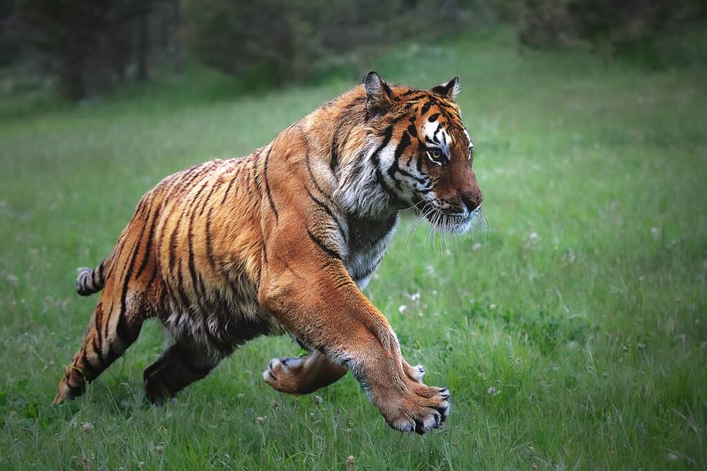 Bengal tiger running through a green field