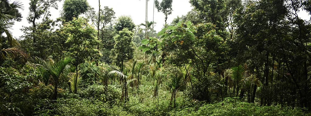 Very dense forest in India with green trees