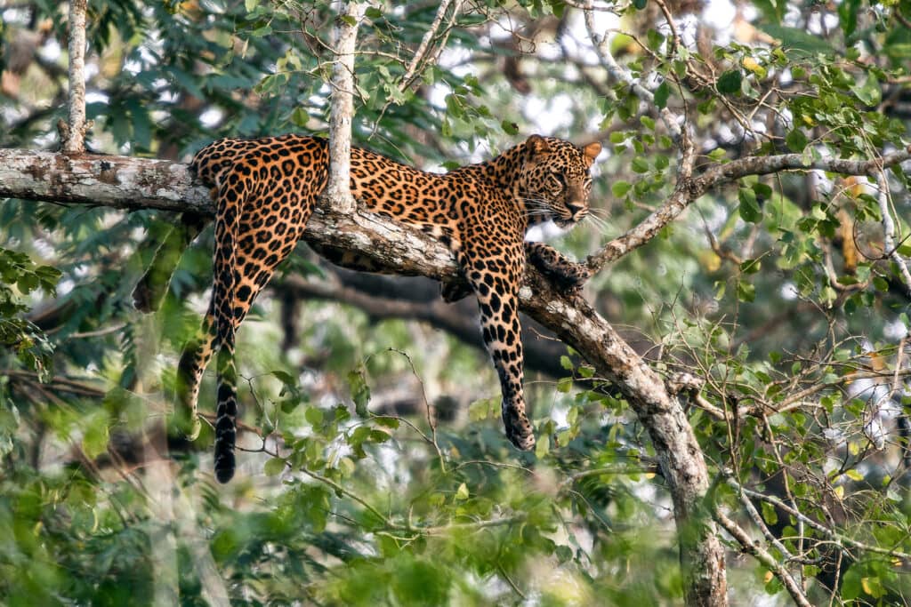 Indian Leopard laying perched on a tree branch surrounded by leaves