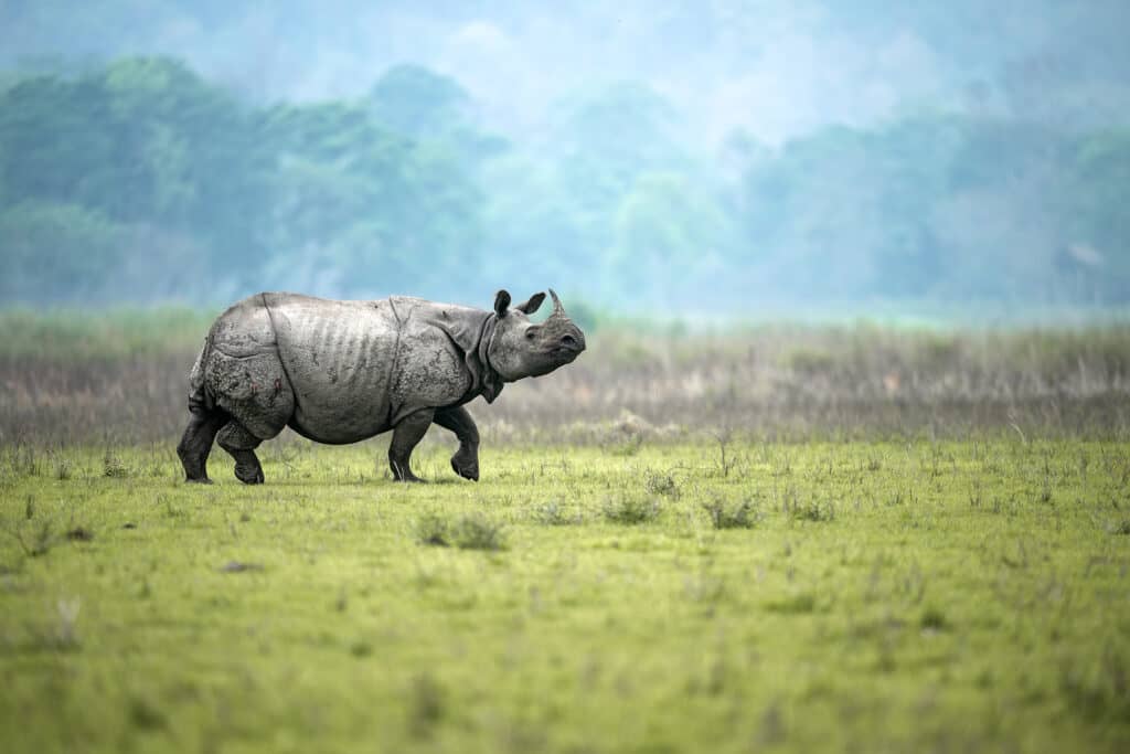 A male greater one-horned rhino walks in an alert manner in a meadow at Burapahar range of Kaziranga National Park, Assam, India