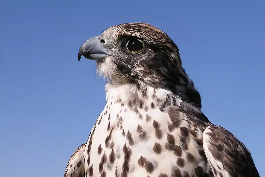 MN-Bayan-Ulgii-GEF-Saker-Falcon-Close-Up-copyright.jpg