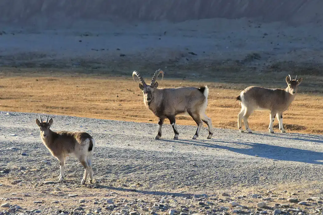 Exploring Mongolia: Must-Visit Places for Travelers