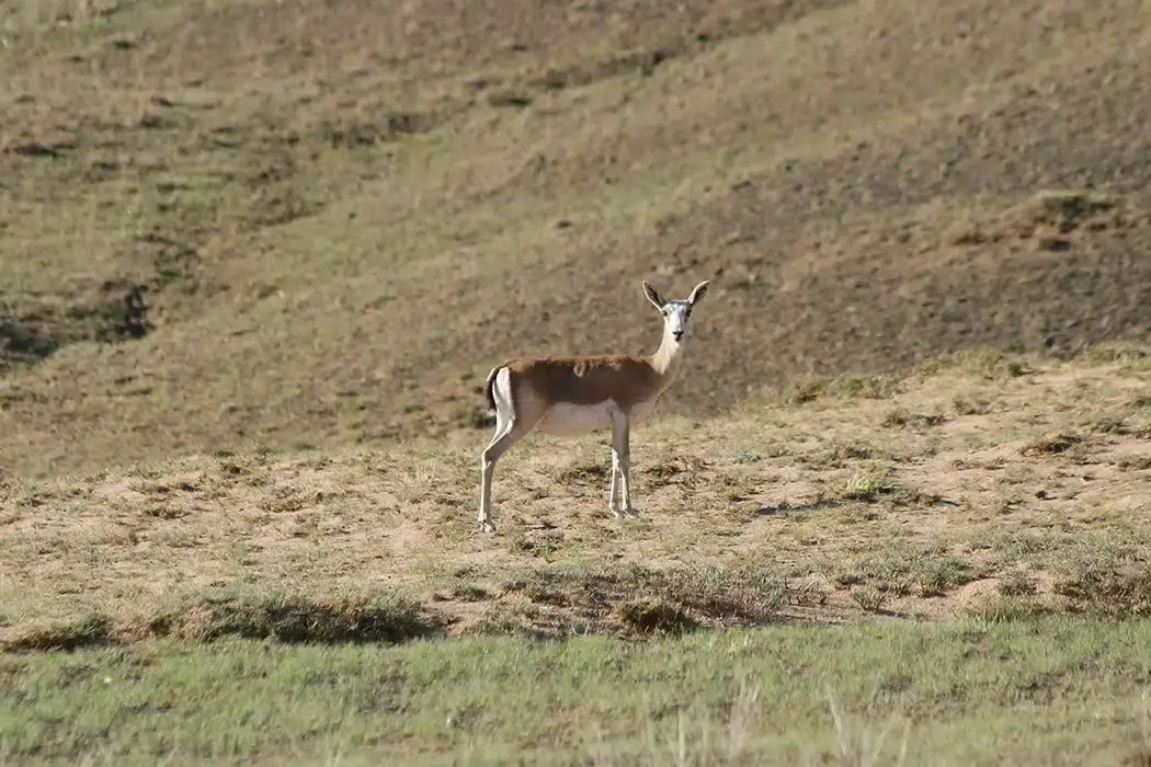 Exploring Mongolia: Must-Visit Places for Travelers