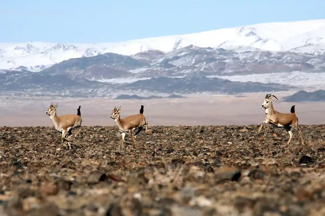 Exploring Mongolia: Must-Visit Places for Travelers