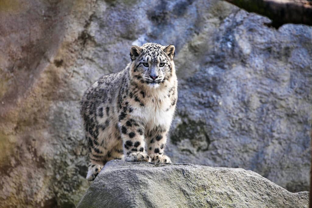 Young snow leopard standing on a rock