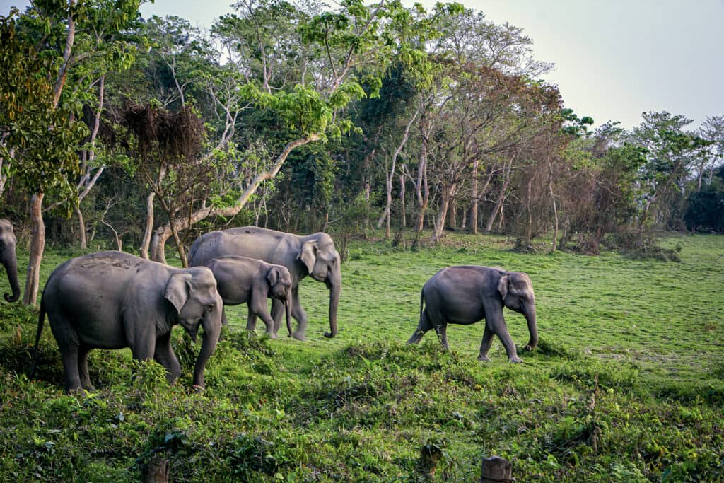 Elephants crossing the safari track in Kaziranga National Park in India