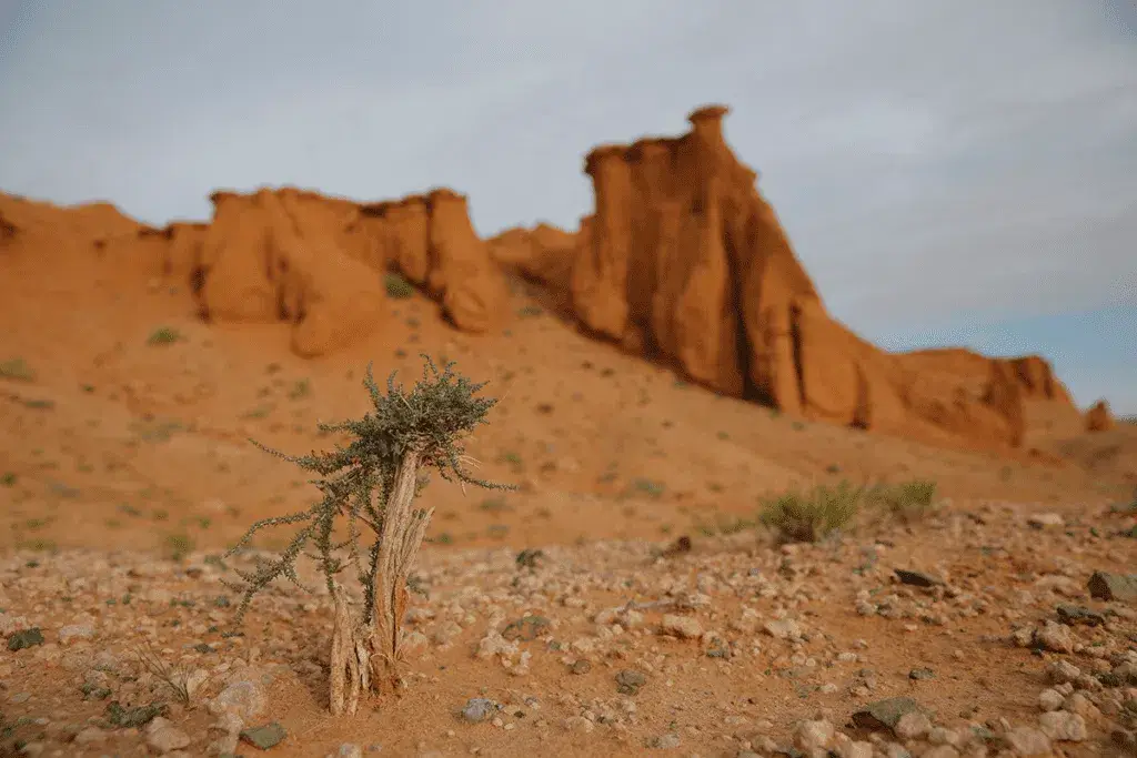 Mongolia - The Flaming Cliffs